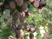 Lifestyle - Loại quả xưa chín rụng đầy nay thành đặc sản giá 70.000 đ/kg, trồng một lần thu hoạch nhiều năm, người thành phố thích mê
