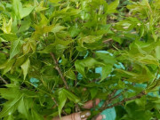 Tiêu dùng - Cây dại mọc bờ rào nay thành đặc sản nổi tiếng, trồng một lần thu hoạch nhiều năm, giá 65.000 đồng/kg được người thành phố săn lùng