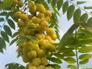 Sức khỏe - Loại quả xưa chín rụng đầy gốc nay thành đặc sản giá 180.000 đ/kg, trồng một lần thu hoạch nhiều năm, tốt cho sức khỏe