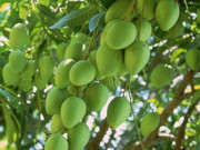 Tiêu dùng - Loại quả xưa chín rụng đầy gốc, nay thành đặc sản ở thành phố giá 100.000 đ/kg, trồng một lần thu hoạch nhiều năm