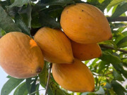 Sức khỏe - Loại quả xưa chín rụng đầy nay thành đặc sản giá 45.000 đ/kg, trồng một lần thu hoạch nhiều năm, tốt cho sức khỏe