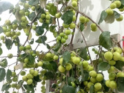 Loại quả xưa chín rụng đầy gốc, nay thành đặc sản được ưa chuộng giá 50.000 đ/kg, trồng một lần thu hoạch nhiều năm