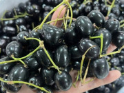 Loại quả xưa chín rụng đầy nay thành đặc sản giá 100.000 đ/kg, trồng một lần thu hoạch nhiều năm, du khách thích thú