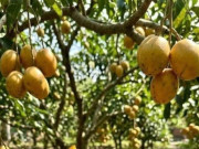 Sức khỏe - Loại quả mọc bờ rào xưa chín rụng đầy nay thành đặc sản giá 70.000 đ/kg, trồng một lần thu hoạch nhiều năm, tốt cho sức khỏe