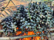 Lifestyle - Loại quả xưa chín rụng đầy nay thành đặc sản giá 80.000 đ/kg, trồng một lần thu hoạch nhiều năm, du khách thích mê mẩn