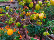 Tiêu dùng - Cây ăn quả quen thuộc lên chậu thành bonsai được ưa chuộng, có cây giá 6 tỷ đồng, mang lại may mắn và tài lộc