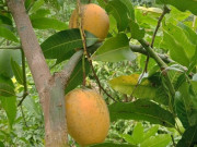 Sức khỏe - Loại quả xưa chín rụng đầy nay thành đặc sản giá 40.000 đ/kg, trồng một lần thu hoạch nhiều năm, tốt cho sức khỏe