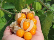 Sức khỏe - Loại quả mọc bờ rào xưa chín rụng đầy nay bán 250.000 đ/kg, thành đặc sản tốt cho sức khỏe, trồng một lần thu hoạch nhiều năm