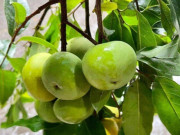 Sức khỏe - Loại quả mọc bờ rào xưa chín rụng đầy nay bán 100.000 đ/kg, thành đặc sản tốt cho sức khỏe, trồng một lần thu hoạch nhiều năm