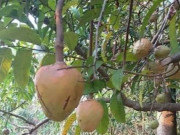 Loại quả xưa chín rụng đầy gốc nay thành đặc sản 85.000 đ/kg, trồng một lần thu hoạch nhiều năm, khách thành phố ưa chuộng