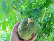 Lifestyle - Loại quả xưa chín rụng đầy gốc nay thành đặc sản 50.000 đ/kg, trồng một lần thu hoạch nhiều năm, người thành phố ưa chuộng