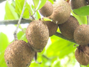 Sức khỏe - Loại quả mọc bờ rào xưa chín rụng đầy nay thành đặc sản giá 45.000 đ/kg, trồng một lần thu hoạch nhiều năm, tốt cho sức khỏe