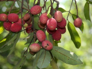 Loại quả xưa chín rụng đầy gốc nay thành đặc sản 80.000 đ/kg, trồng một lần thu hoạch nhiều năm, du khách thích mê