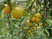 Lifestyle - Loại quả xưa chín rụng đầy gốc nay thành đặc sản 100.000 đ/kg, trồng một lần thu hoạch nhiều năm, du khách ưa chuộng