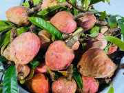 Loại quả mọc bờ rào xưa chín rụng đầy nay thành đặc sản 100.000 đ/kg, trồng một lần thu hoạch nhiều năm, người thành phố ưa chuộng
