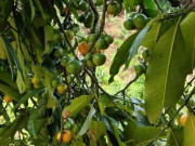 Tiêu dùng - Loại quả xưa chín rụng đầy gốc nay thành đặc sản 55.000 đ/kg, trồng một lần thu hoạch nhiều năm, được ưa chuộng ở thành phố