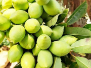 Lifestyle - Loại quả đặc sản An Giang xưa chín rụng đầy nay bán 80.000 đ/kg, trồng một lần thu hoạch nhiều năm, du khách thích thú