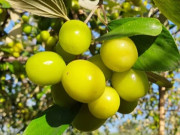 Loại quả đặc sản Hải Phòng xưa chín rụng đầy nay bán 100.000 đ/kg, trồng một lần thu hoạch nhiều năm, du khách thích mê