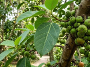 Sức khỏe - Lá sung nấu nước uống có tác dụng gì?