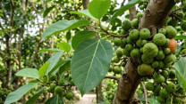 Lá sung nấu nước uống có tác dụng gì?