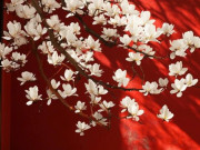Eva tám - Ngày sinh Âm lịch của người trẻ tuổi đã thành công, hậu vận đủ đầy