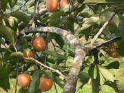 Tin tức - Loại quả xưa chín rụng đầy gốc nay thành đặc sản 140.000 đ/kg, trồng một lần thu hoạch nhiều năm, người thành phố ưa chuộng