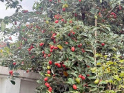 Loại quả mọc bờ rào xưa chín rụng đầy nay thành đặc sản 120.000 đ/kg, trồng một lần thu hoạch nhiều năm, người thành phố ưa chuộng