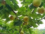 Sức khỏe - Loại quả xưa chín rụng đầy nay thành đặc sản 80.000 đ/kg, trồng một lần thu hoạch nhiều năm, tốt cho sức khỏe