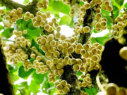 Loại quả đặc sản Cần Thơ xưa chín rụng đầy nay bán 40.000 đ/kg, trồng một lần thu hoạch nhiều năm, du khách thích mê