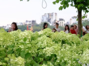 Lifestyle - Không chỉ cẩm tú cầu xanh gây sốt, giới trẻ mê đắm Hồ Gươm mỗi mùa "thay hoa"