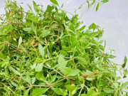 Tiêu dùng - Cây dại mọc bờ rào nay thành đặc sản nổi tiếng, trồng 2 tháng cho thu hoạch, giá 65.000 đồng/kg người thành phố ưa chuộng