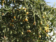 Loại quả đặc sản Sơn La xưa chín rụng đầy nay bán 75.000 đ/kg, trồng một lần thu hoạch nhiều năm, hương vị đặc biệt