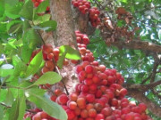 Lifestyle - Loại quả xưa chín rụng đầy nay thành đặc sản 45.000 đ/kg, trồng một lần thu hoạch nhiều năm, du khách thích thú