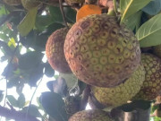 Loại quả mọc bờ rào xưa chín rụng đầy nay thành đặc sản 90.000 đ/kg, trồng một lần thu hoạch nhiều năm, người thành phố ưa chuộng