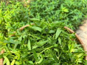 Tin tức - Cây dại mọc bờ rào nay thành đặc sản nổi tiếng, trồng 45 ngày cho thu hoạch, giá 60.000 đồng/kg được ưa chuộng ở thành phố