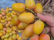 Tiêu dùng - Loại quả xưa chín rụng đầy gốc nay thành đặc sản 45.000 đ/kg, trồng một lần thu hoạch nhiều năm, người thành phố ưa chuộng