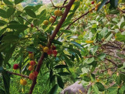 Lifestyle - Loại quả xưa chín rụng đầy nay thành đặc sản 35.000 đ/kg, trồng một lần thu hoạch nhiều năm, du khách thích mê