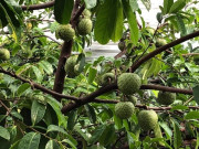 Loại quả mọc bờ rào xưa chín rụng đầy nay thành đặc sản 250.000 đ/kg, trồng một lần thu hoạch nhiều năm, được ưa chuộng ở thành phố
