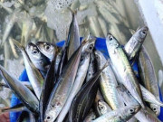 Sức khỏe - Loại cá tốt trên thế giới, ở Việt Nam vào mùa thịt thơm ngọt bán đầy chợ chỉ từ 90.000 đ/kg, bổ dưỡng hơn cá hồi