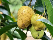 Tin tức - Loại quả xưa chín rụng đầy gốc nay thành đặc sản 65.000 đ/kg, trồng một lần thu hoạch nhiều năm, người thành phố ưa chuộng