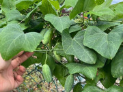 Tin tức - Loại quả mọc bờ rào xưa chín rụng đầy nay thành đặc sản 50.000 đ/kg, trồng một lần thu hoạch nhiều năm, người thành phố ưa chuộng