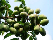 Tin tức - Loại quả xưa chín rụng đầy gốc nay thành đặc sản 80.000 đ/kg, trồng một lần thu hoạch nhiều năm, được ưa chuộng ở thành phố