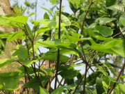 Tin tức - Đặc sản có tên "ngượng đỏ mặt", xưa mọc bờ rào nay được ưa chuộng giá 50.000 đ/kg, trồng một lần thu hoạch nhiều năm