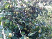 Loại quả tốt trên thế giới, Việt Nam trồng bạt ngàn thu hoạch nhiều năm bán giá rẻ, tốt cho sức khỏe