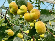 Tin tức - Loại quả mọc bờ rào xưa không ai biết đến, nay thành đặc sản ở thành phố giá 250.000 đ/kg, trồng một lần thu hoạch nhiều năm