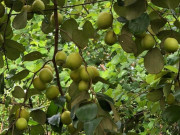 Sức khỏe - Loại quả tốt trên thế giới có ở Cần Thơ, trồng một lần thu hoạch nhiều năm, thành đặc sản tốt cho sức khỏe