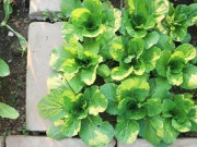 Sức khỏe - Loại rau tốt trên thế giới được trồng bạt ngàn ở Việt Nam, chỉ 35 ngày cho thu hoạch bán từ 25.000 đ/kg, tốt cho sức khỏe