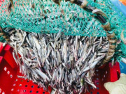 Tin tức - Một đêm bắt được vài chục tấn cá cơm