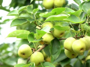 Lifestyle - Loại quả tốt trên thế giới, Việt Nam trồng bạt ngàn thành đặc sản giá 70.000 đ/kg, thu hoạch nhiều năm