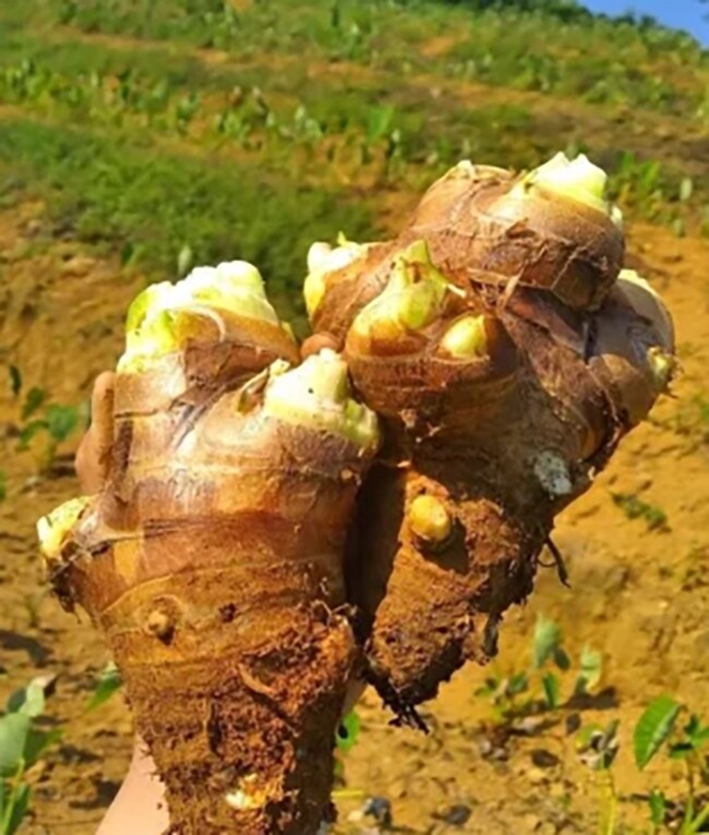 Món xưa amp;#34;nhà nghèoamp;#34; ăn đến chán ngán, nay thành đặc sản người thành phố ưa chuộng giá 60.000 đ/kg, tốt cho sức khoẻ - 4